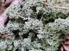 Cladonia squamosa