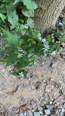 Eurybia divaricata
