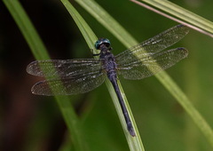 Pornothemis