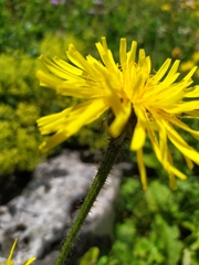 Cichorieae