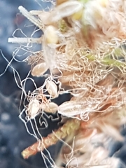 Scirpus pedicellatus