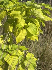 Tilia americana
