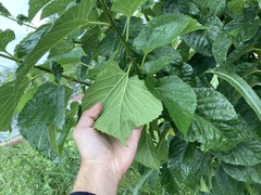 Moraceae