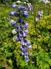 Delphinium speciosum