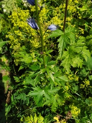 Delphinium speciosum