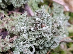 Cladonia squamosa