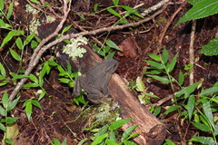 Bufo bankorensis
