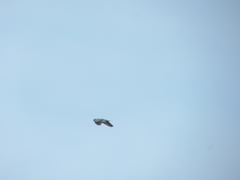 Patagioenas maculosa