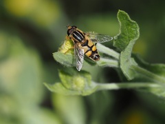 Helophilus trivittatus