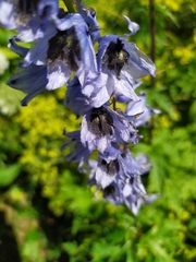 Delphinium speciosum