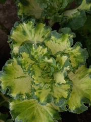 Brassica oleracea acephala