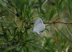 Rhamnus erythroxyloides