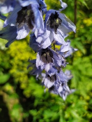 Delphinium speciosum