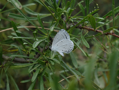 Rhamnus erythroxyloides