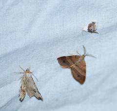 Lipocosmodes fuliginosalis