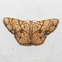 Heterostegane subtessellata