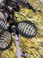 Chiton granosus