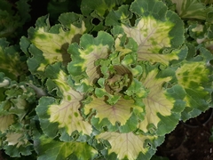 Brassica oleracea acephala