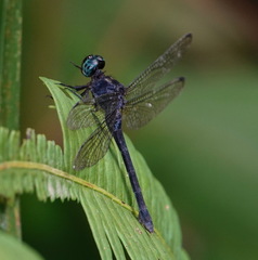 Pornothemis