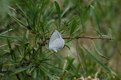 Rhamnus erythroxyloides