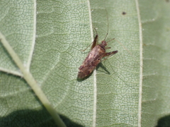 Phytocoris