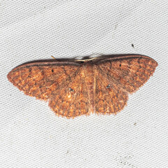 Discoglypha hampsoni