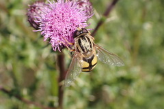 Helophilus trivittatus