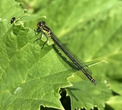 Erythromma najas