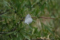 Rhamnus erythroxyloides