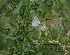 Rhamnus erythroxyloides
