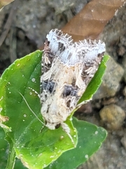 Spodoptera latifascia