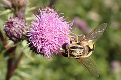 Helophilus trivittatus