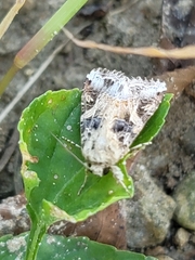 Spodoptera latifascia