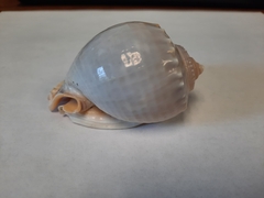 Phalium bandatum