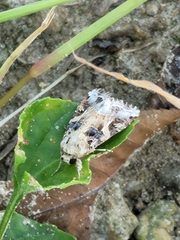 Spodoptera latifascia