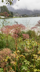 Valeriana officinalis