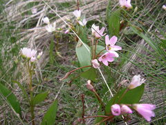 Claytonia lanceolata
