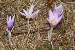 Colchicum autumnale
