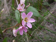 Claytonia lanceolata