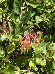 Lonicera dioica