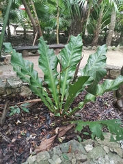 Anthurium schlechtendalii