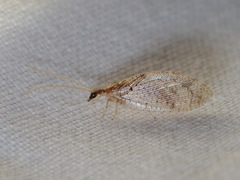 Hemerobius