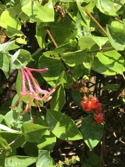 Lonicera dioica