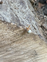 Araneus thaddeus