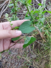 Fallopia