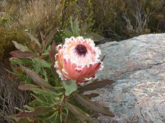 Protea magnifica