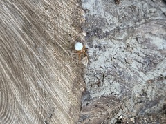 Araneus thaddeus