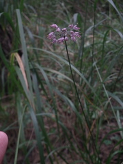 Allium thunbergii