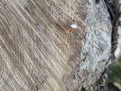 Araneus thaddeus