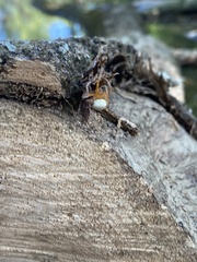 Araneus thaddeus